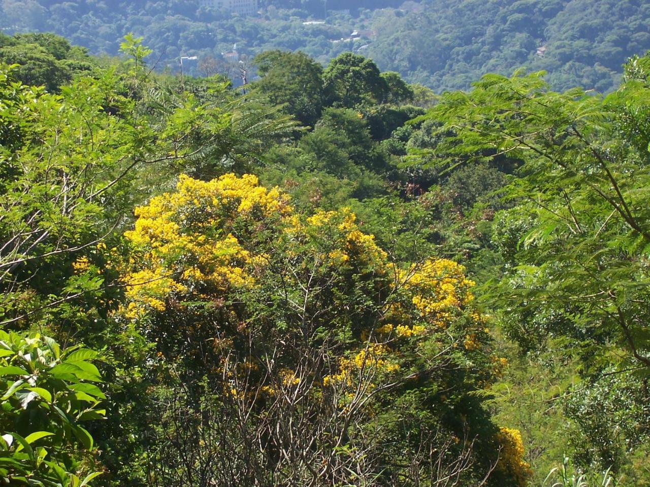 Casa Sao Conrado *